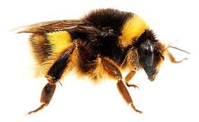 The queen and the worker bees are expert pollen gatherers because their legs are specialized for the task. Types Of Bees Bee Species Information Western Exterminator