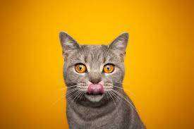 cat licking lips stock photos royalty