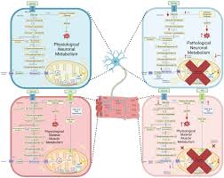 metabolism in motor neuron diseases