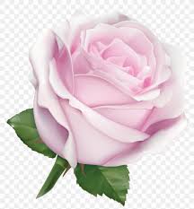 pink garden roses flower color png