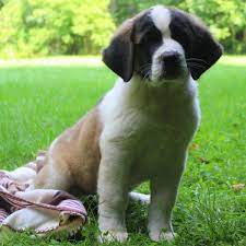 A cross between the st bernard and the standard poodle, the st. Saint Bernard Mix Puppies For Sale Greenfield Puppies