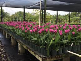 Broken, sick, or dead branches should be. Florida Wholesale Plant Nursery Tropical Plants In Homestead Fl