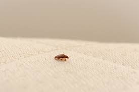 How Does Bed Bug Heat Treatment Work