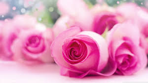 light pink roses bokeh ultra hd desktop