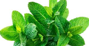 Did you know that in spite of them being both mints, they are still different. What Are The Health Benefits Of Spearmint