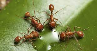 При изписване на заглавието и етикетите против мравки , понякога те могат да бъдат написани като:зидшсу пиьунс ; Borba S Mravki Evropest