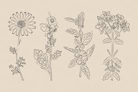 Botanic Herbs Wild Flowers In Vintage Style Vector Free