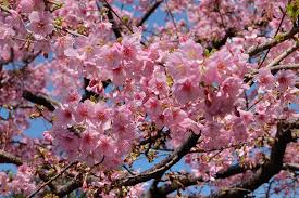 Sakura Cherry Blossom Tokyo - Free photo on Pixabay