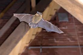 how to get rid of bats and keep them