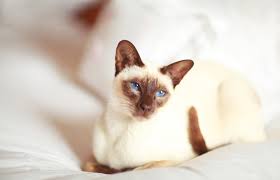 Like most other highly intelligent breeds, the siamese has her own desires. Interesting Facts About Siamese Cats Lovetoknow