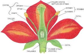 what is a flower draw a typical flower