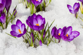 Krokusse, die im frühjahr blühen, pflanzen sie im herbst. Krokus Im Schnee Wie Viel Kalte Vertragt Die Kleine Pflanze