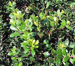 arctostaphylos emerald carpet at san