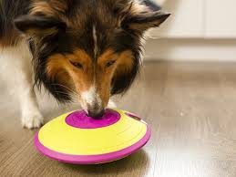 Maybe you would like to learn more about one of these? A Guide To Dog Puppy Enrichment Toys By Nina Ottosson