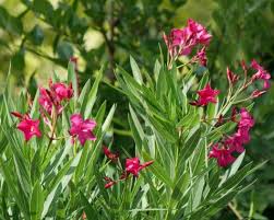 Oleander Is A Beautiful But Poisonous