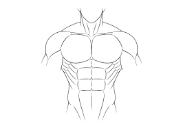 Muscles bones head and neck muscles flash cards read online. How To Draw Anime Muscular Male Body Step By Step Animeoutline