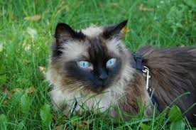 All supplies and vet records included. Ragdoll Specialty Purebred Cat Rescue