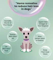 hair fall in dogs treatment and care