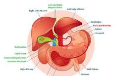 Image result for icd 10 code for gallbladder dyskinesia