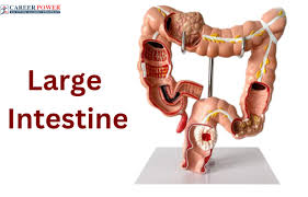 large intestine functions parts and