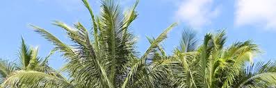 coconut palm trees in florida palmco