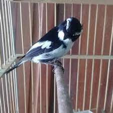 Decu kembang adalah nama sebuah julukan burung sikatan belang ada sedikit pembahasan tentang burung decu kembang. Jual Burung Decu Murah Harga Terbaru 2021