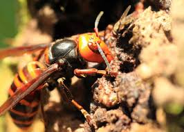 50 anese giant hornet facts