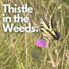 Thistle in the Weeds.