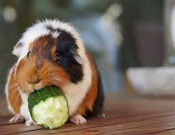 Guinea Pigs Diet And Vitamin C Requirements