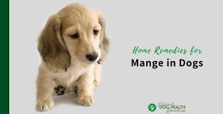 home remes for mange in dogs puppies