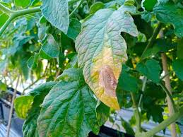 Check spelling or type a new query. 7 Reasons Your Tomato Leaves Are Turning Yellow How To Fix It Tomato Bible