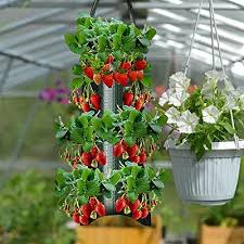 Zhipai Upside Down Tomato Planter Grow