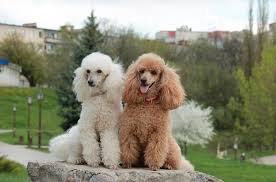 why poodles are good dogs and doodles