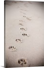 Paw Prints In Sand Wall Art Canvas