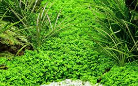 best aquarium carpet plants year