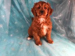 Browse through our breeder's listings. Dark Red Mini Bernedoodle Puppies For Sale 1800