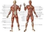 Muscles du corps humain