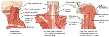 The shoulder girdle is formed by two sets of bones the spine continues laterally as the flat expanded acromion, which forms the subcutaneous point of the shoulder and articulates with the acromial end. What Is Surfer S Neck