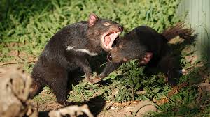 The tasmanian devil (sarcophilus harrisii) is a carnivorous marsupial of the family dasyuridae. Tasmanian Devils Adapting To Coexist With Cancer Bbc News