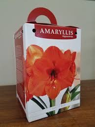 hippeastrum amaryllis gift kit from leo