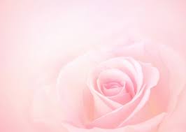 premium photo pink rose flower