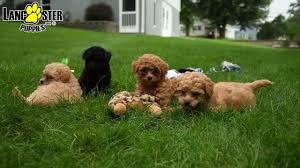 sweet toy poodle puppies you