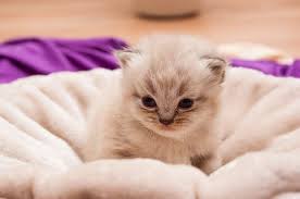 The persian cat is one of the famous cats in india. 200 Persian Cat Names Persian Cat Corner