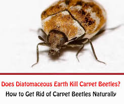 diatomaceous earth kill carpet beetles