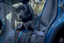 Keep Your Pup Safe In The Car With A Dog Car Safety Harness