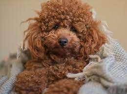 red toy poodle stud service dna clear