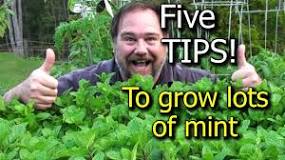 How long does a mint plant live?