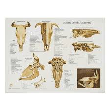 Cow Bovine Skull Anatomy Chart