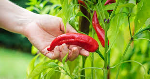 how to plant and grow hot peppers