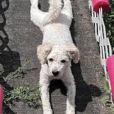 poodle miniature puppies and dogs in